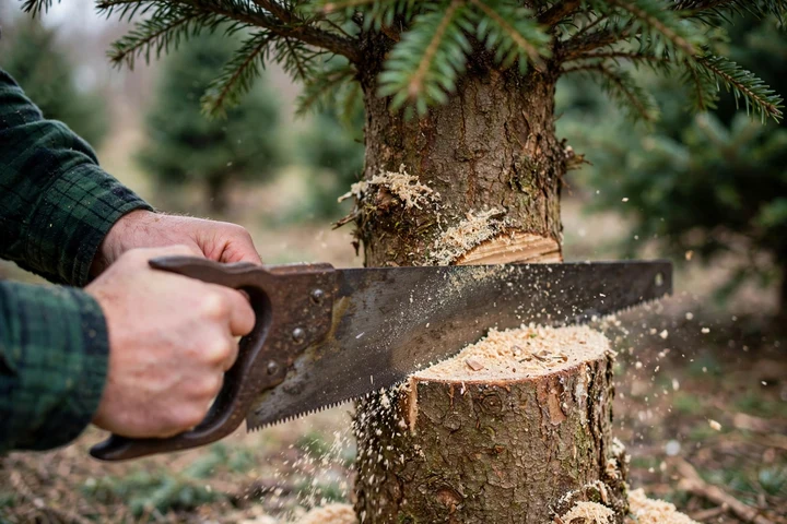 Sawing an inch off the base of a Christmas tree trunk before putting it in the stand