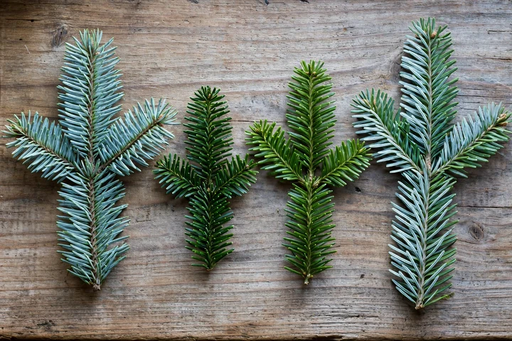 Flat-lay comparison of four Christmas tree fir species sprigs: Fraser, noble, Douglas and balsam fir